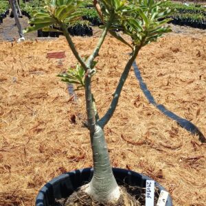 2909 06 Baobá Grape Essence