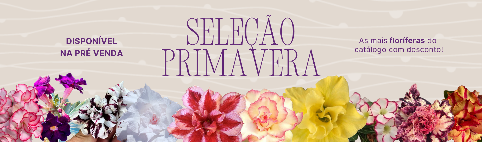 Primavera RDF