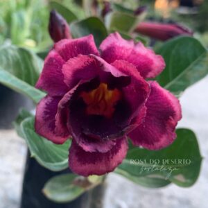 Pré Venda - Rosa do Deserto Pinot Noir