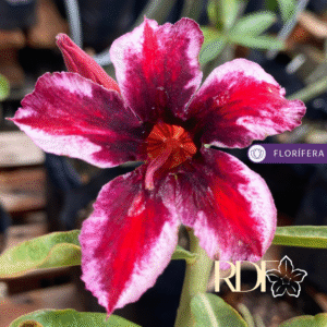 Podadinha - Rosa do Deserto Grape Beauty