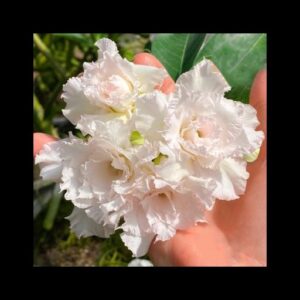 Pré Venda - Rosa do Deserto Pérola