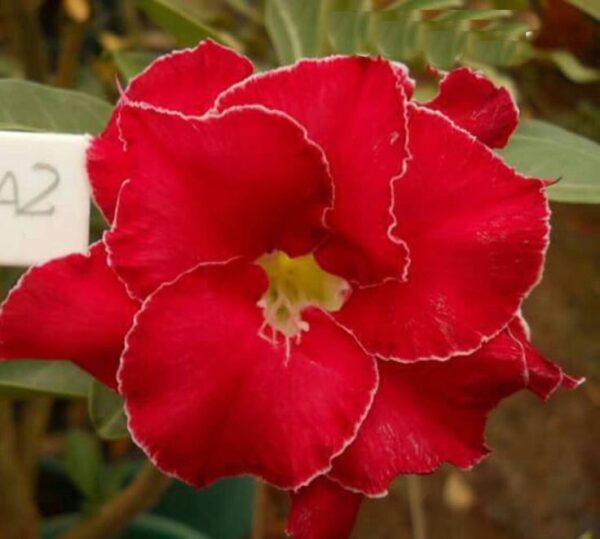 Pré Venda - Rosa do Deserto Osola 2