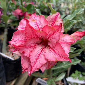 Podadinha - Rosa do Deserto Liberty (RC115)