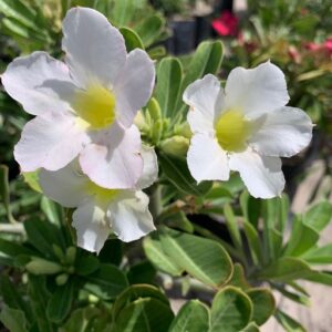 Podadinha - Rosa do Deserto Buque Branca