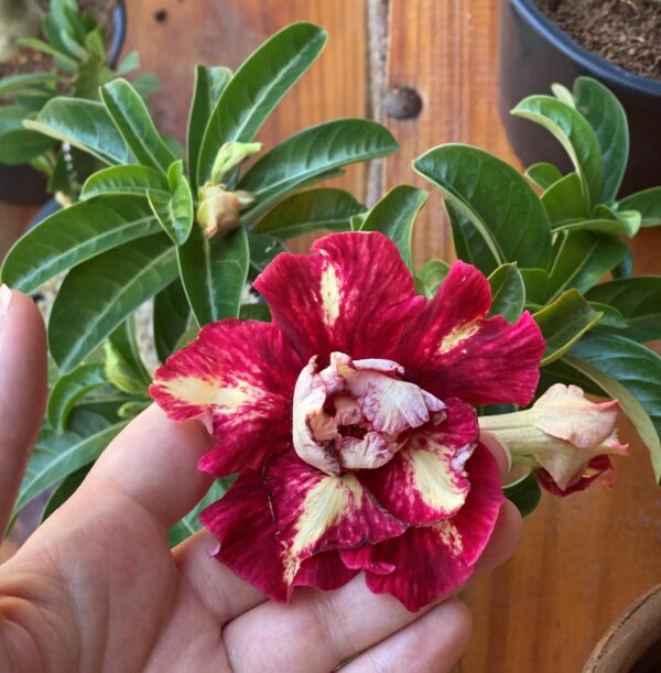 Pré Venda - Rosa do Deserto Mileide - EV 184b - Imagem 3