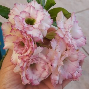 Pré Venda - Rosa do Deserto Carnation