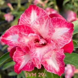 Pré Venda - Rosa do Deserto Escarlate