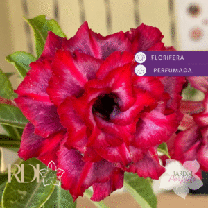 Pré Venda - RosaDo Deserto Purple Jelly