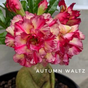 Pré Venda - Rosa do Deserto Autumn Waltz