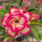 Pré Venda - Rosa Do Deserto Arm 45