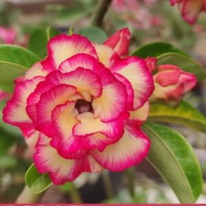 Pré Venda - Rosa Do Deserto Arm 45