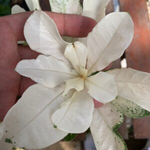 Podadinha - Rosa Do Deserto Variegata Porcelana 2