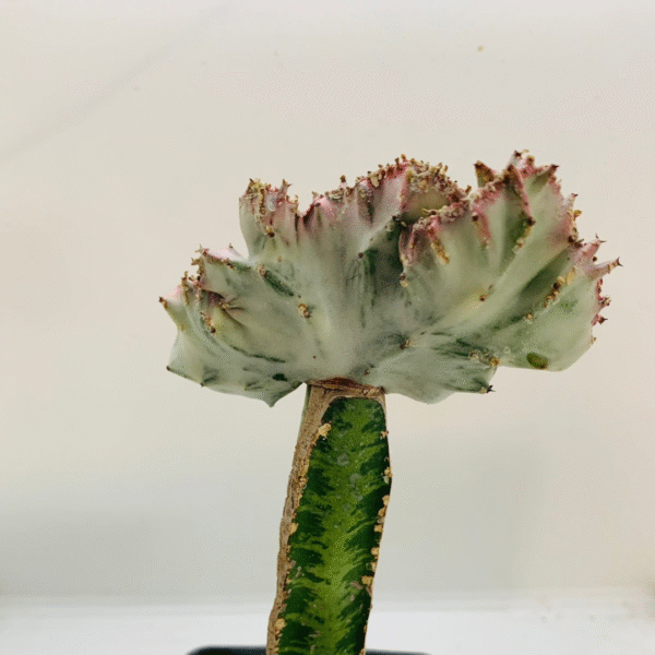 Euphorbia Láctea Variegata Cristata