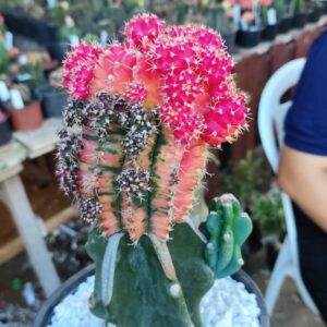 1412 13 gymnocalicium adulto enxertado em mandacaru