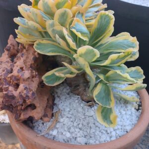 Euphorbia Passione