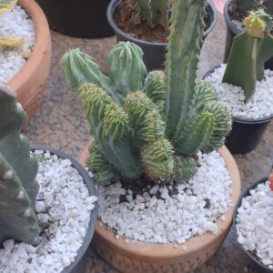 myrtillocactus geometrizans cristata