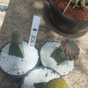 0802 08 Trio Sulcurebutia