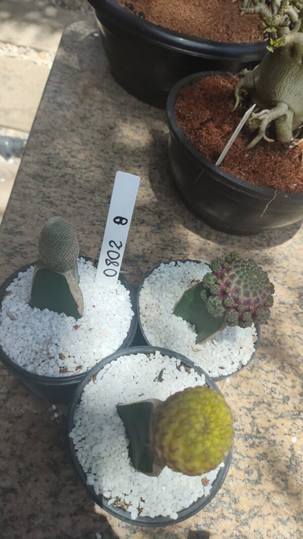 0802 08 Trio Sulcurebutia