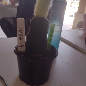 1402 14 Rabo de macaco variegata