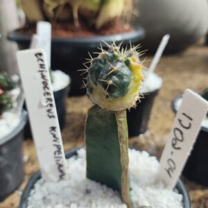 1702 04 echinocereus knippelianus variegata