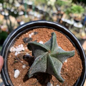 Astrophytum Ornatum Pentacostatum