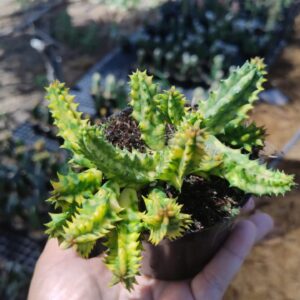 Cacto Tapete Persa Variegata Combo