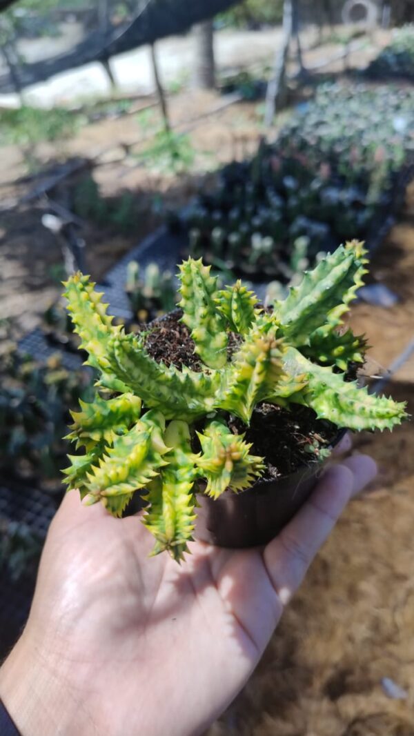 Cacto Tapete Persa Variegata Combo