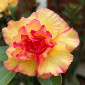 Pré Venda - Rosa do deserto Graciele