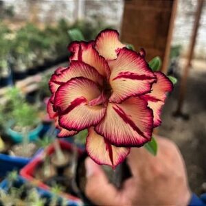 Podadinha - Rosa do Deserto Olive