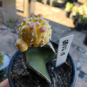 2807 18 Cacto Astéria Aúrea