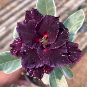 Podadinha - Rosa do Deserto Céu estrelado Variegata