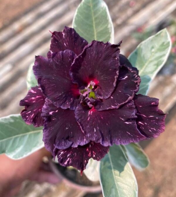 Podadinha - Rosa do Deserto Céu estrelado Variegata