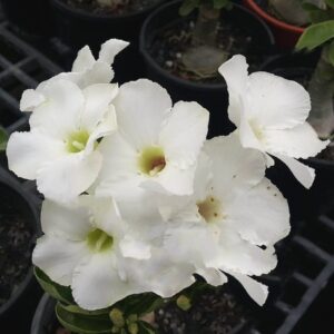Podadinha - Rosa do Deserto swazicum white