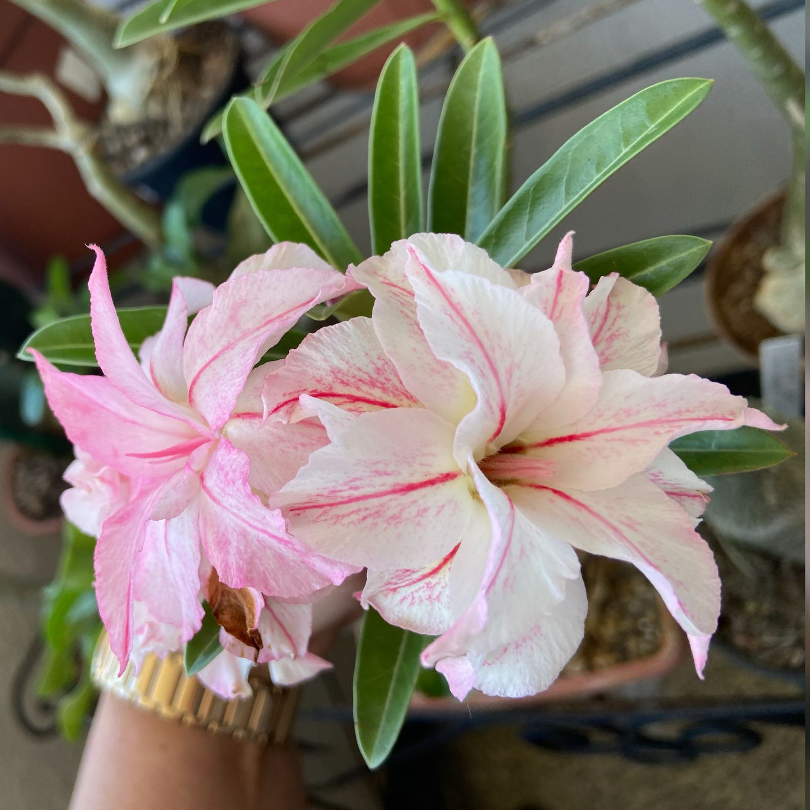 Podadinha - Rosa do Deserto Branca de neve