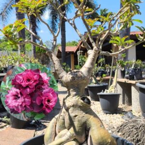 0608 01 Socotra Crimson Tide
