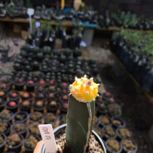 1208 07 Cacto Astéria Áurea