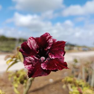 Podadinha - Rosa do Deserto Black Hole