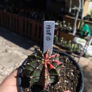 1308 10 Gymnocalycium Variegata