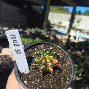 1308 30 Gymnocalycium Variegata
