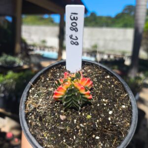 1308 28 Gymnocalycium Variegata