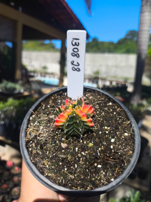 1308 28 Gymnocalycium Variegata
