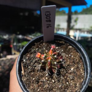 1308 16 Gymnocalycium Variegata
