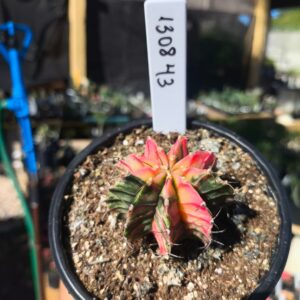 1308 43 Gymnocalycium Variegata