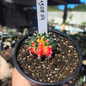 1308 39 Gymnocalycium Variegata