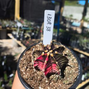 1308 38 Gymnocalycium Variegata