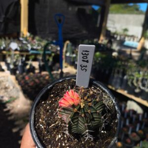 1308 35 Gymnocalycium Variegata