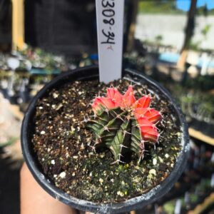 1308 34 Gymnocalycium Variegata
