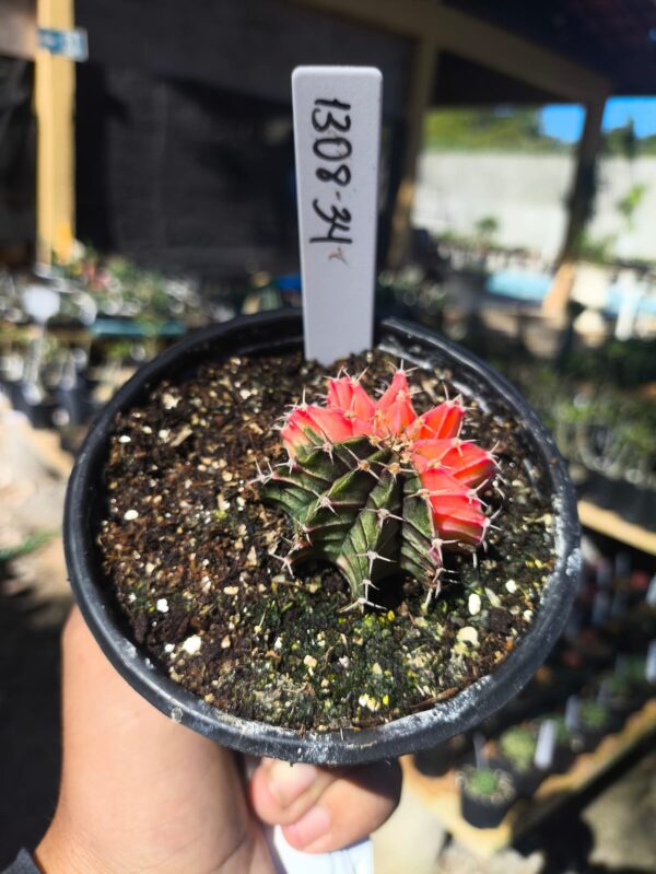 1308 34 Gymnocalycium Variegata