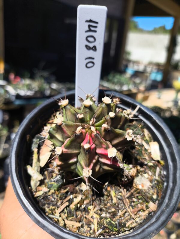 1408 10 Gymnocalycium Variegata