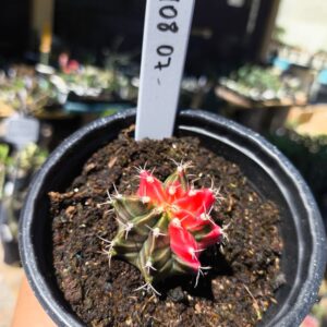 1408 07 Gymnocalycium Variegata